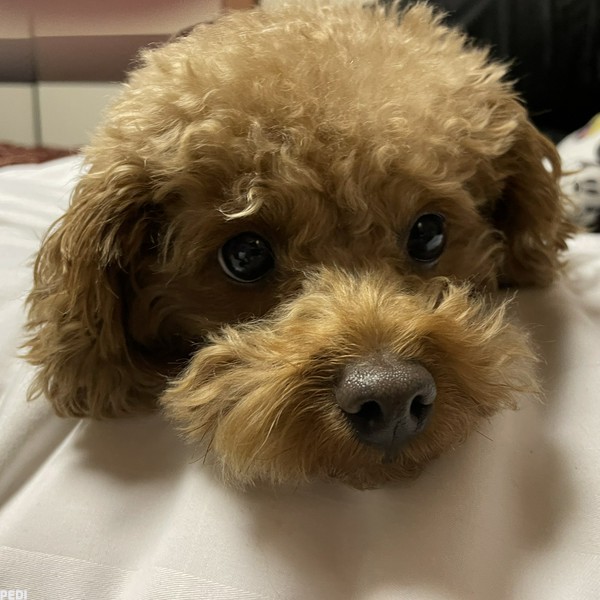 ポポくん