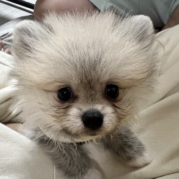 いろりちゃん