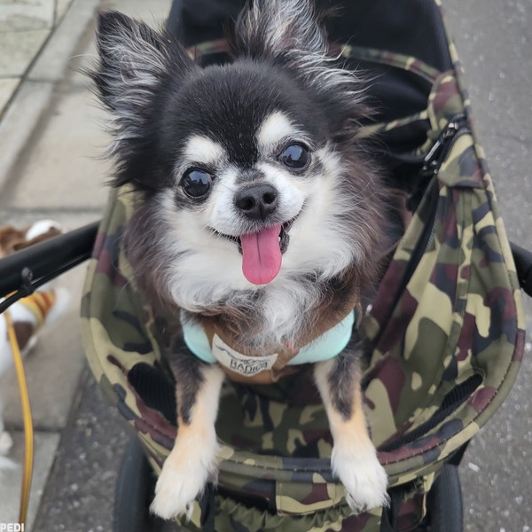 クロムちゃん