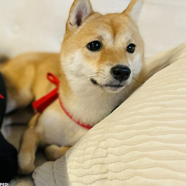 うたちゃん