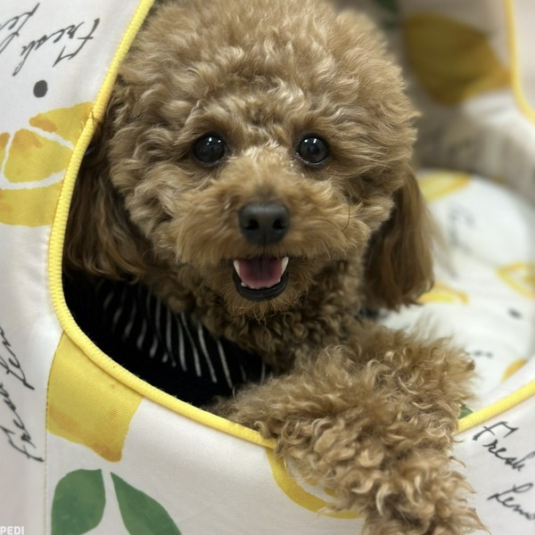 てんくん