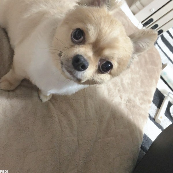 ちょこくん