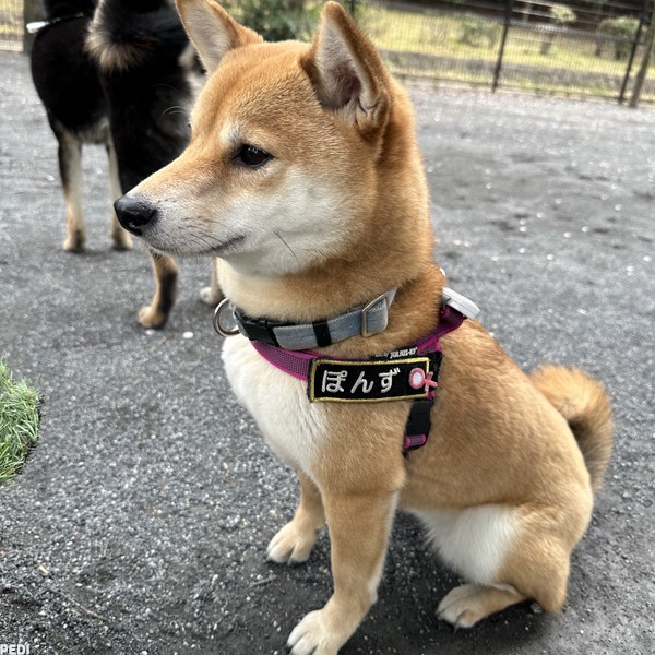 ぽんずちゃん