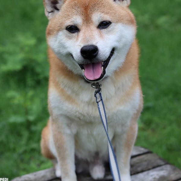 りきくん