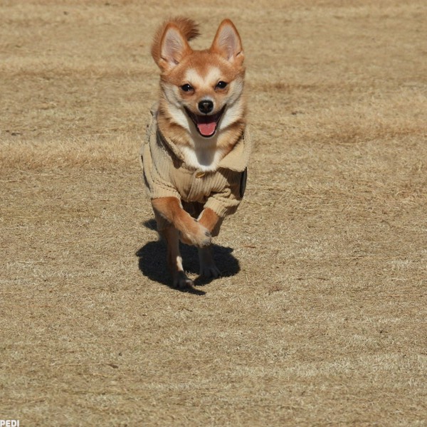 ざくろちゃん