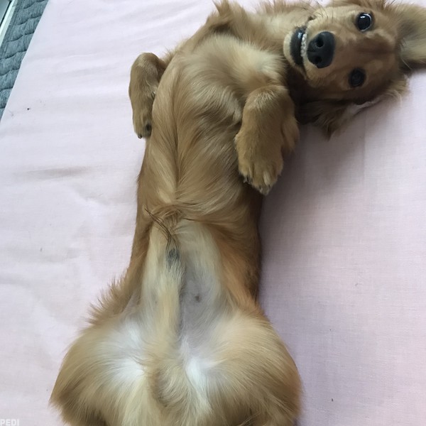 りあんくん