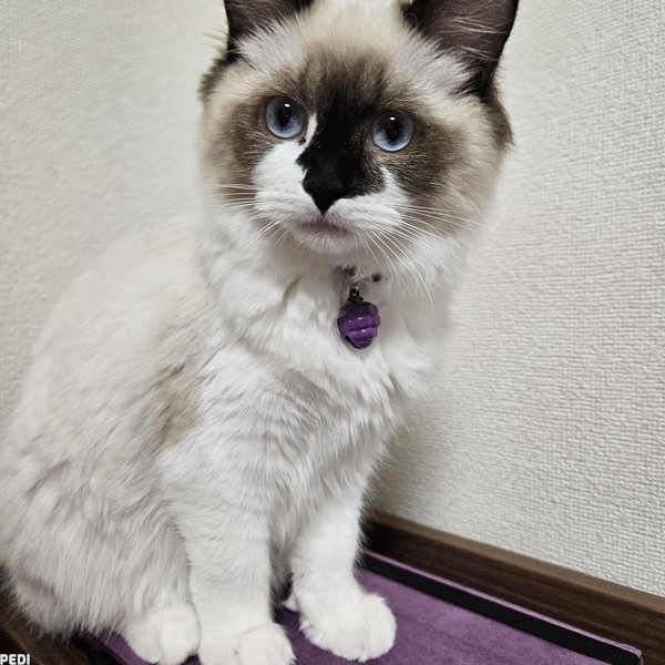 シュシュちゃん