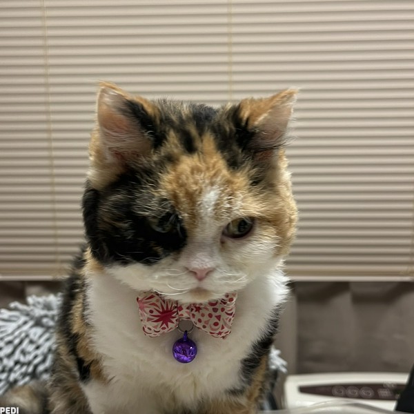 メルちゃん