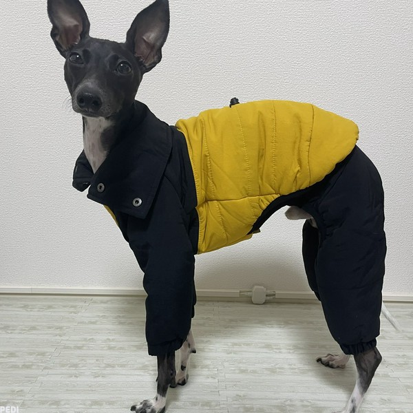 レオンくん