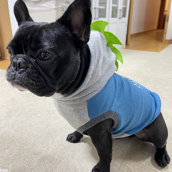 スティーブくん