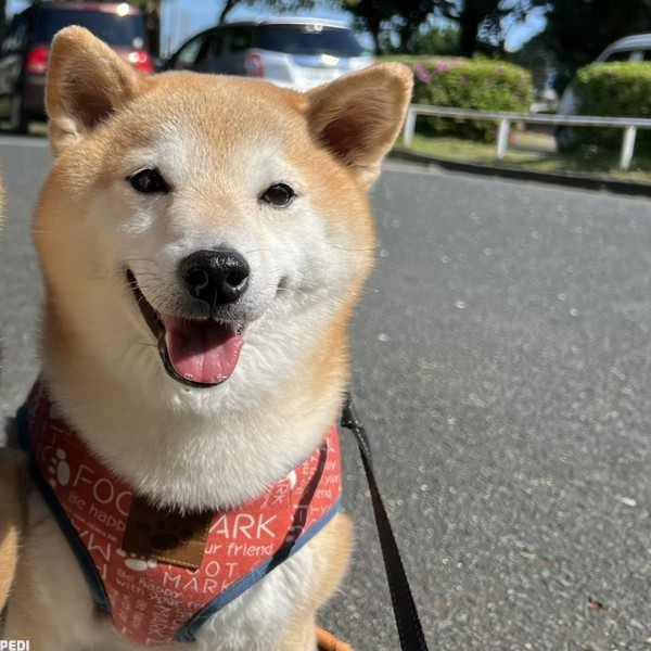むぎちゃん