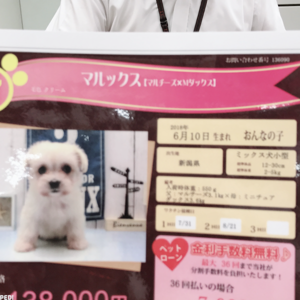 もんちちゃん