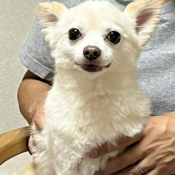 コロンくん