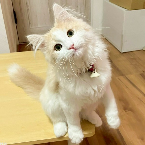 エッグくん