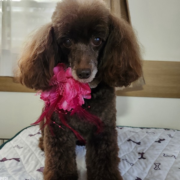 春ちゃん