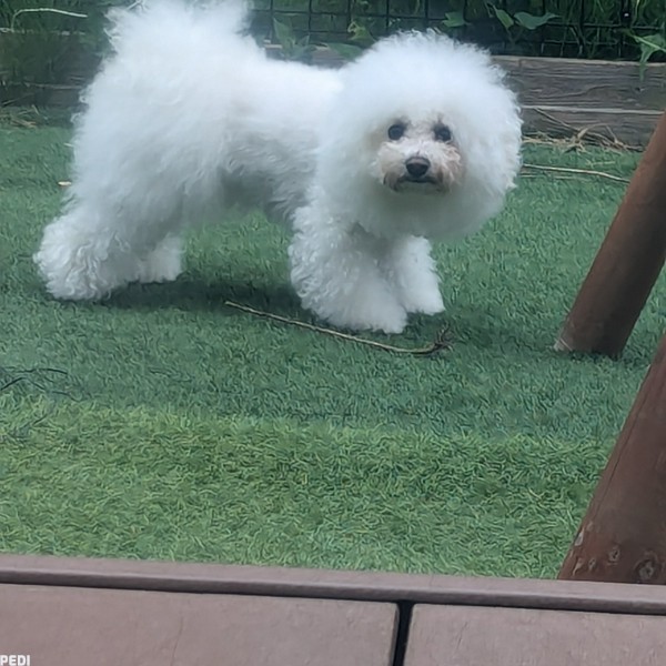 すあまちゃん