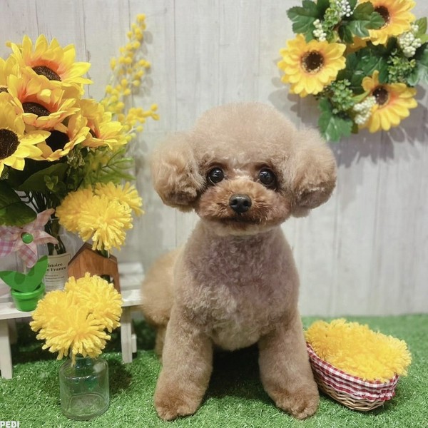 uiちゃん