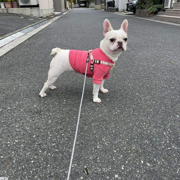 桃ちゃん