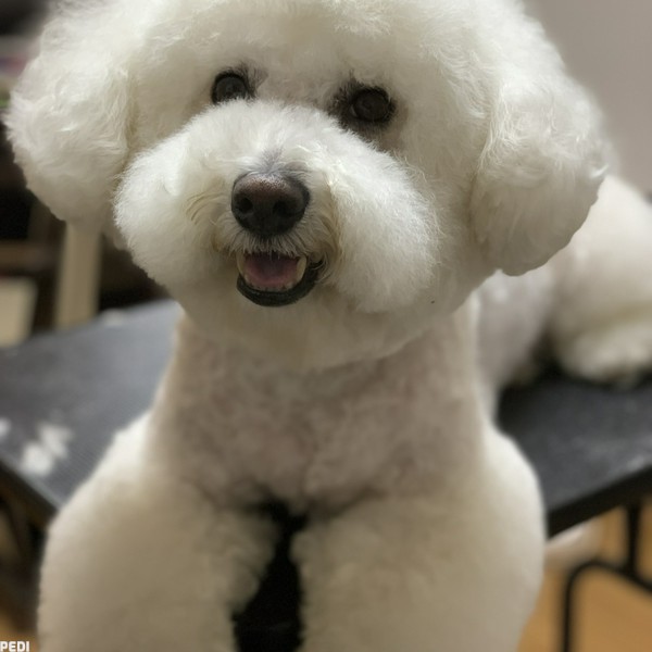 しゅうまいくん