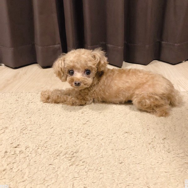 ビビちゃん