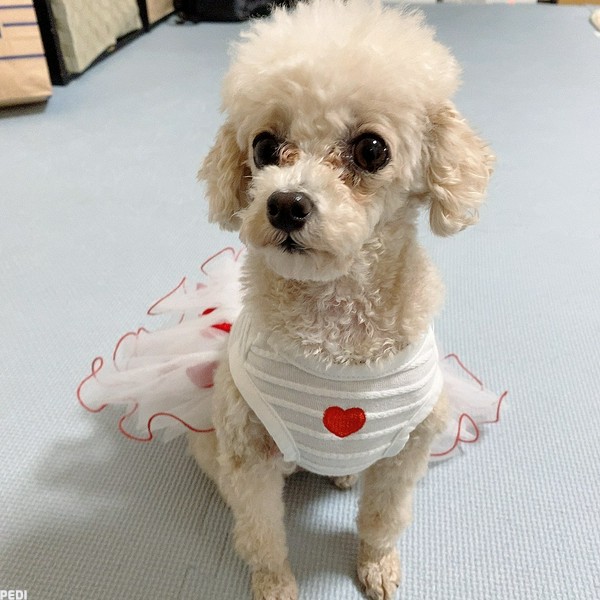 はるちゃん