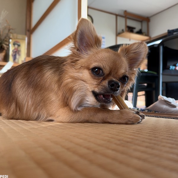 むぎくん