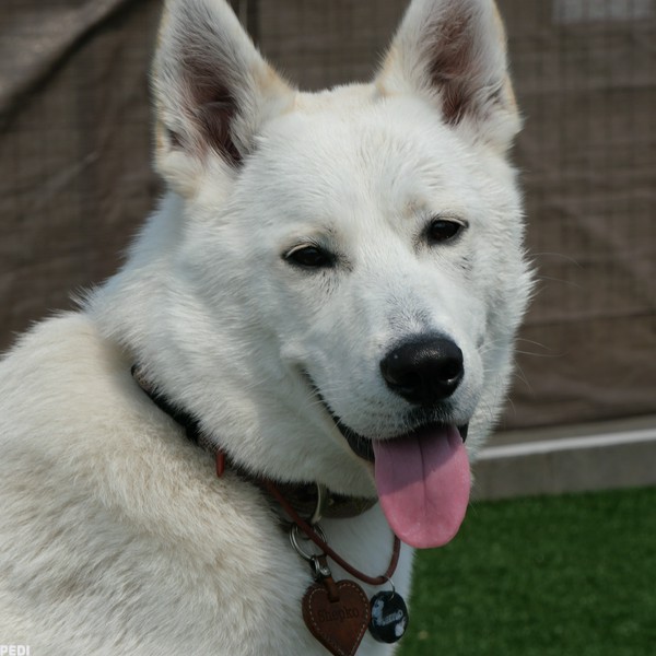 シェプ子ちゃん