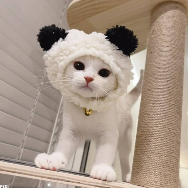 フクくん