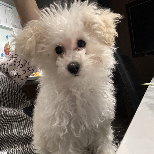 風相ちゃん