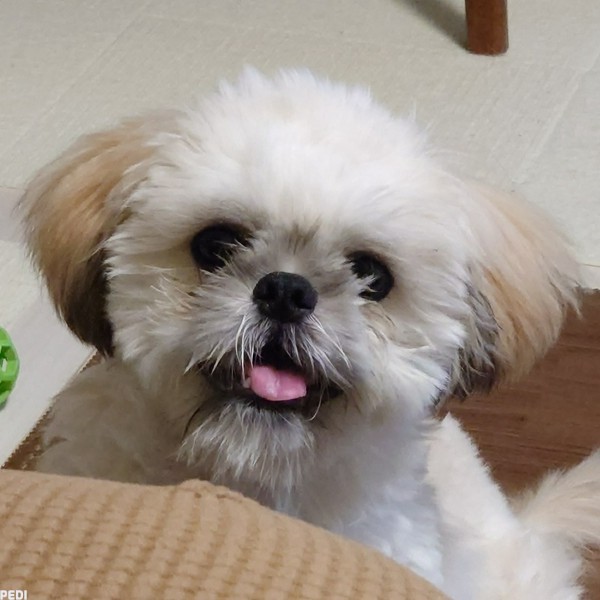 みいとくん