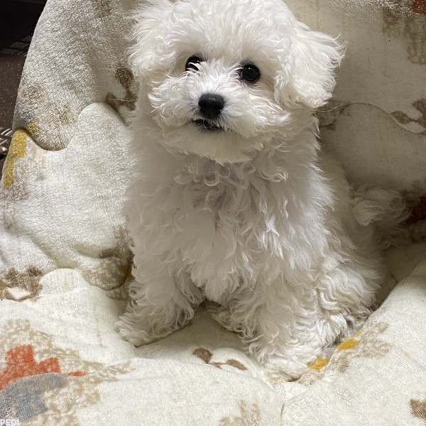 るんちゃん