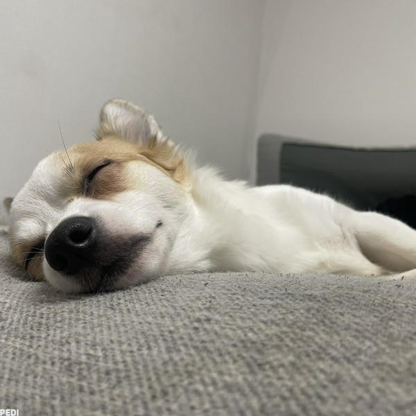 ぴのちゃん