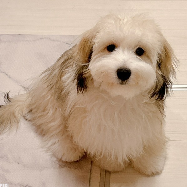 ヴィヴィちゃん