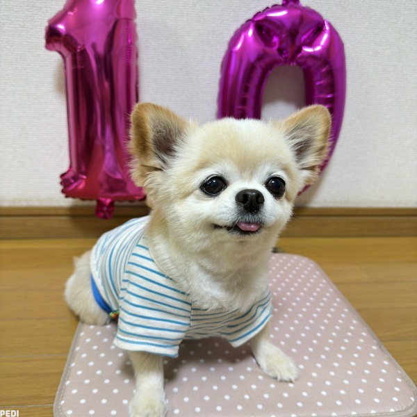 ぽんたくん