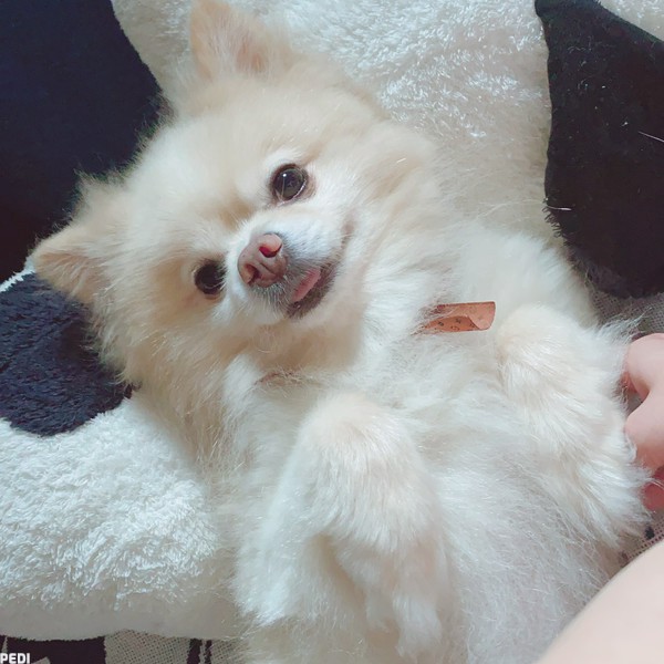 しゅうまいくん