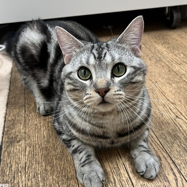 ライくん