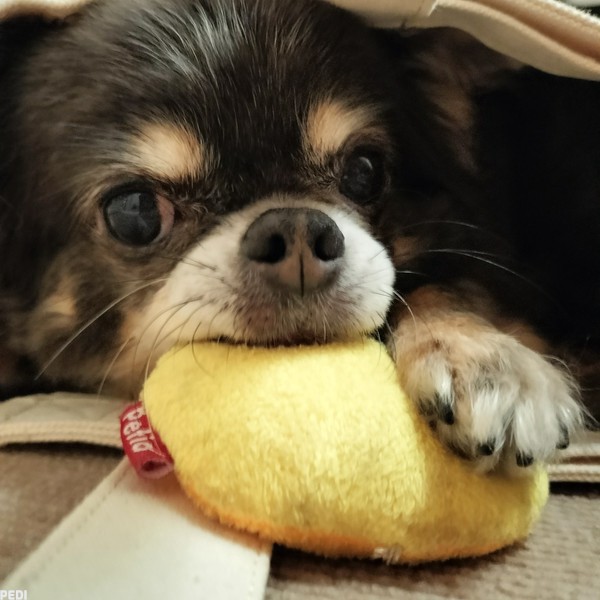 くぅちゃん