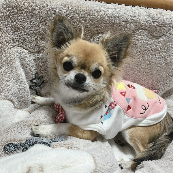 あずきちゃん