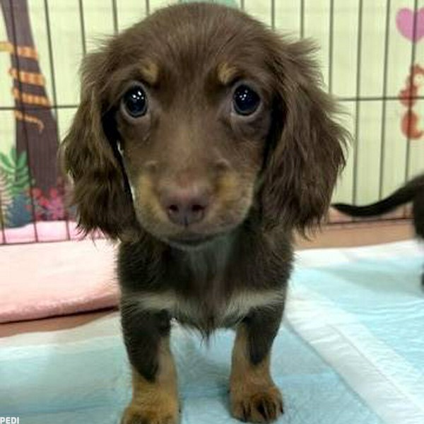 クラリスちゃん