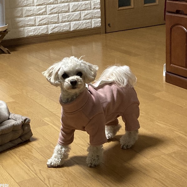 くるみちゃん