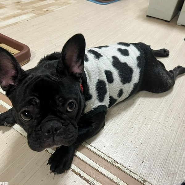 ぽんずちゃん