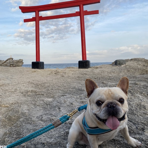 バディくん