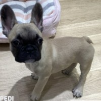 フローレンスちゃん