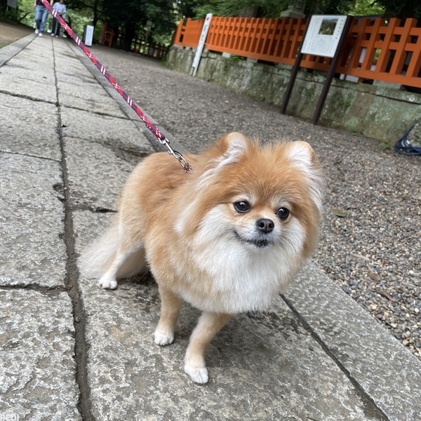 ふあちゃん