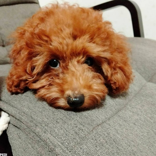 ニコちゃん