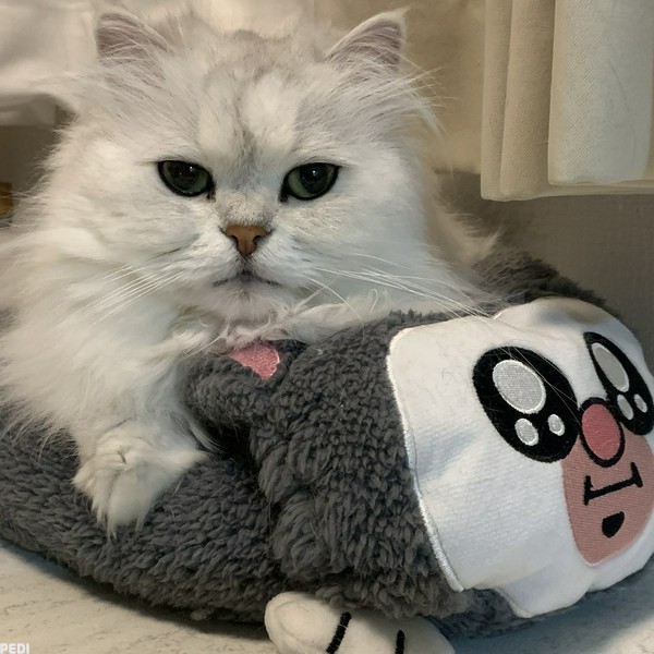 ぎんくん