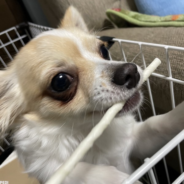 こたろうくん