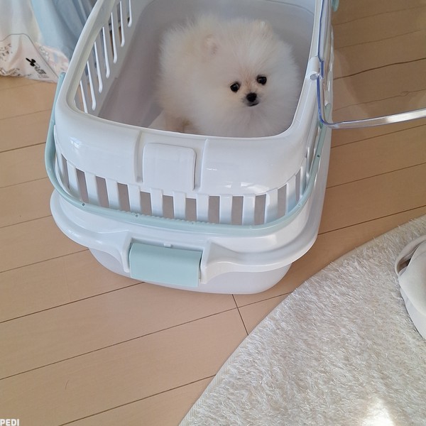 すももちゃん