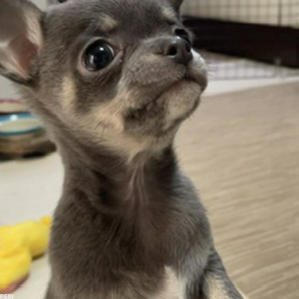 ちこちゃん
