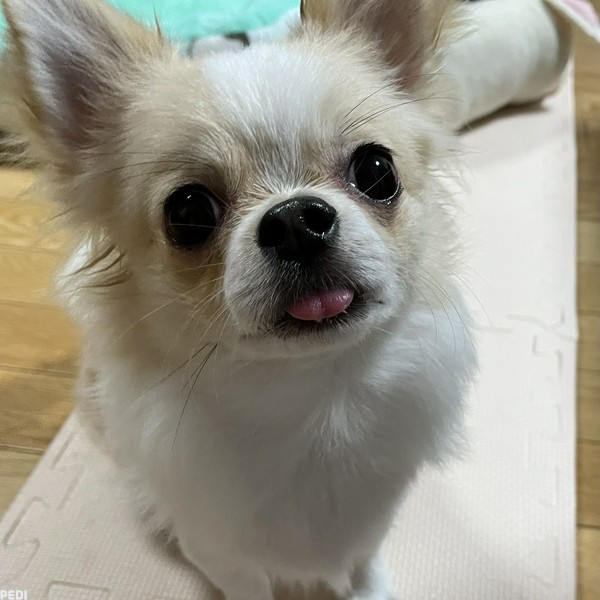 虎徹くん
